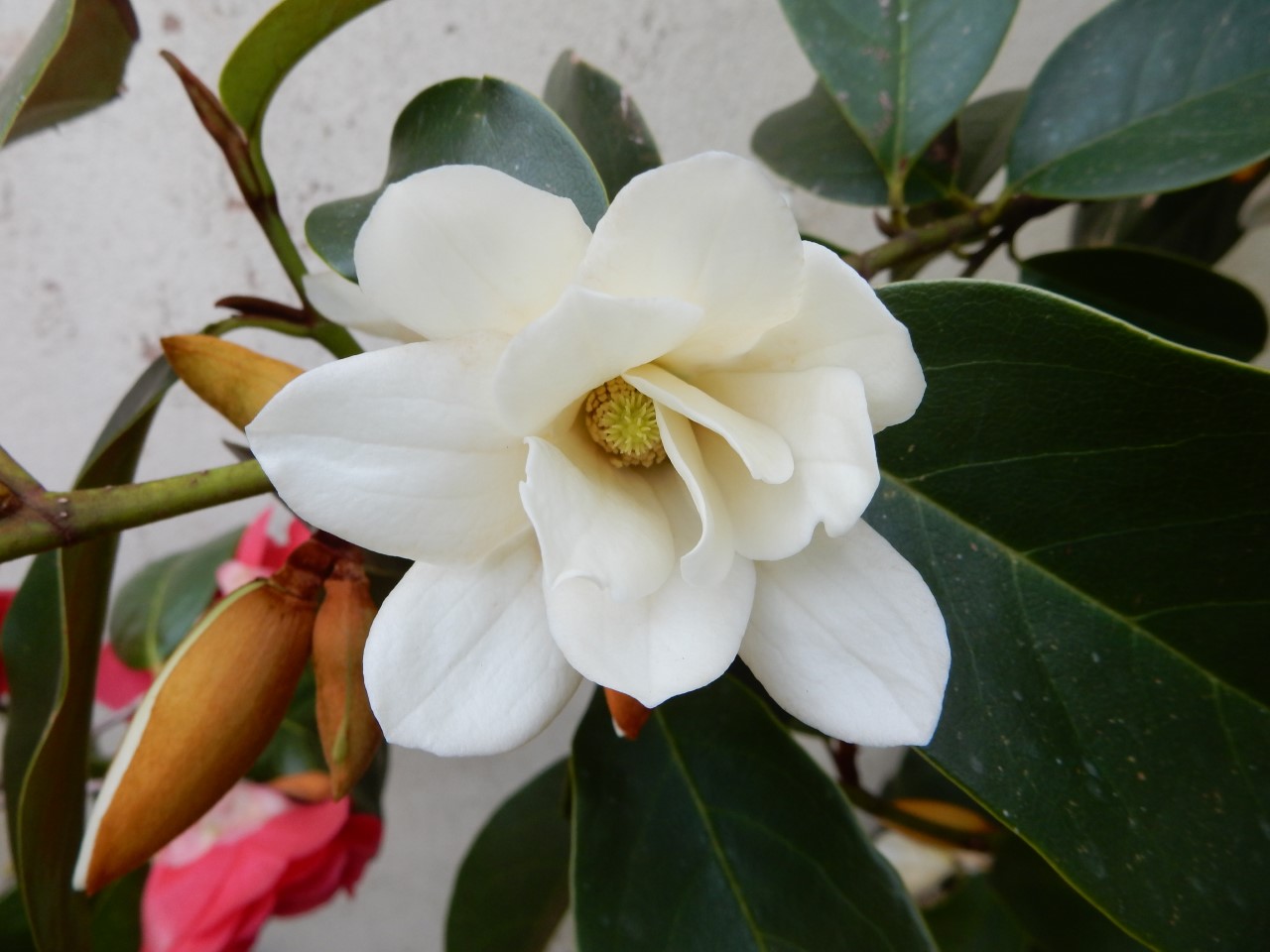 M. 'Fairy White'